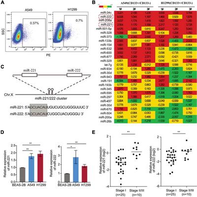 Reck-Notch1 Signaling Mediates miR-221/222 Regulation of Lung Cancer Stem Cells in NSCLC